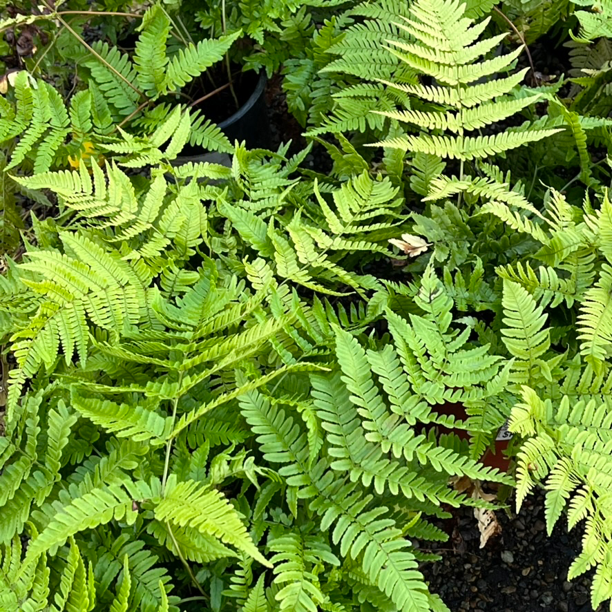 Brilliance Autumn Fern