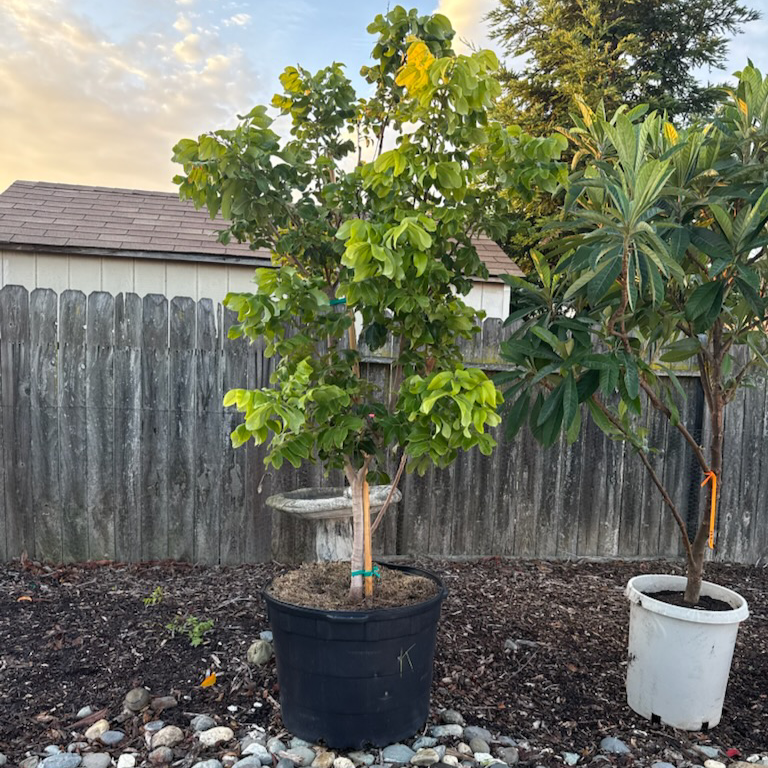 Kohala Longan