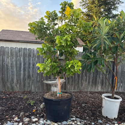 Longan Tree-Hawaiian Longan