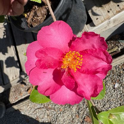 Camellia sasanqua-Chun 