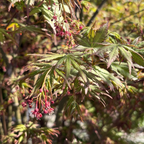 Smooth Japanese Maple