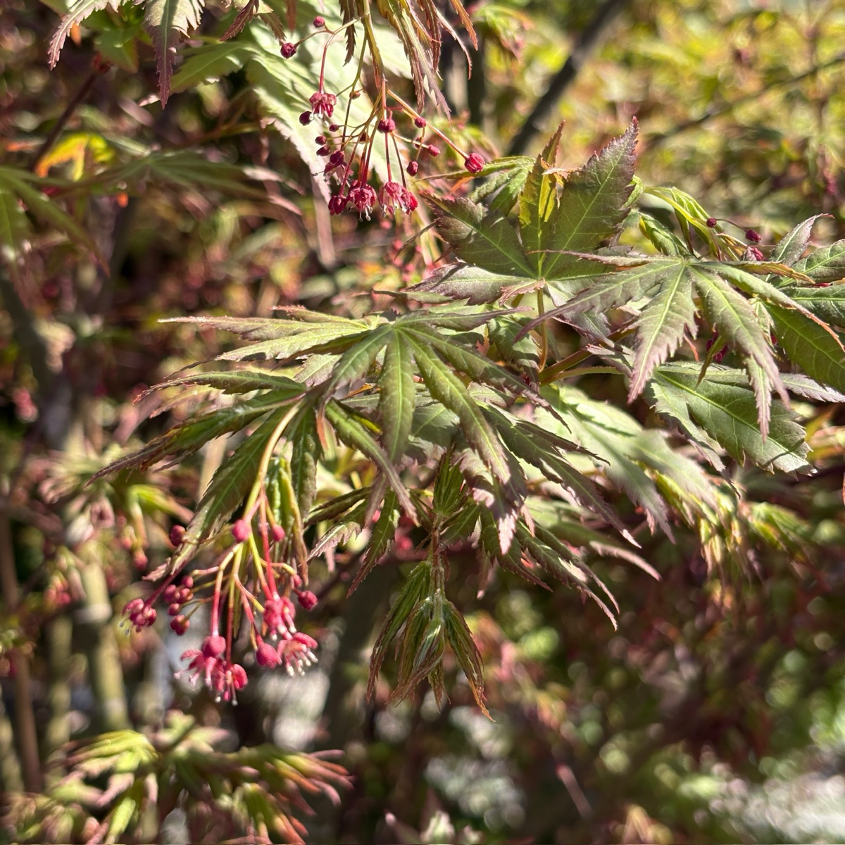 Smooth Japanese Maple