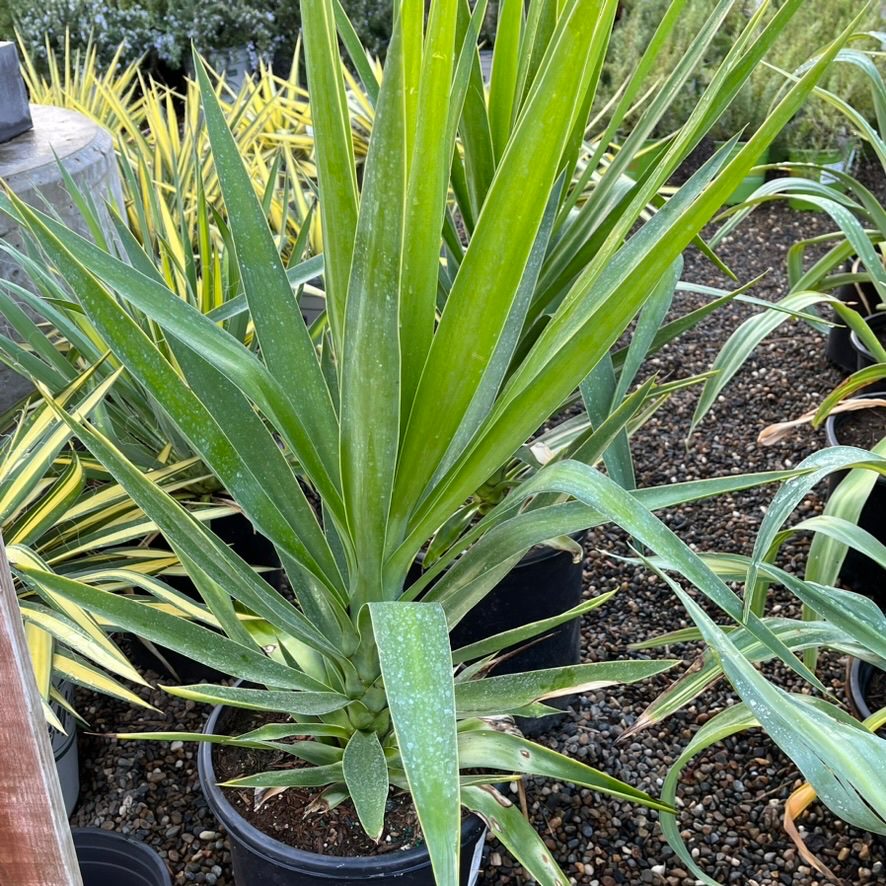 Spineless Giant Yucca