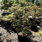 Crimson Queen Lace Japanese Maple