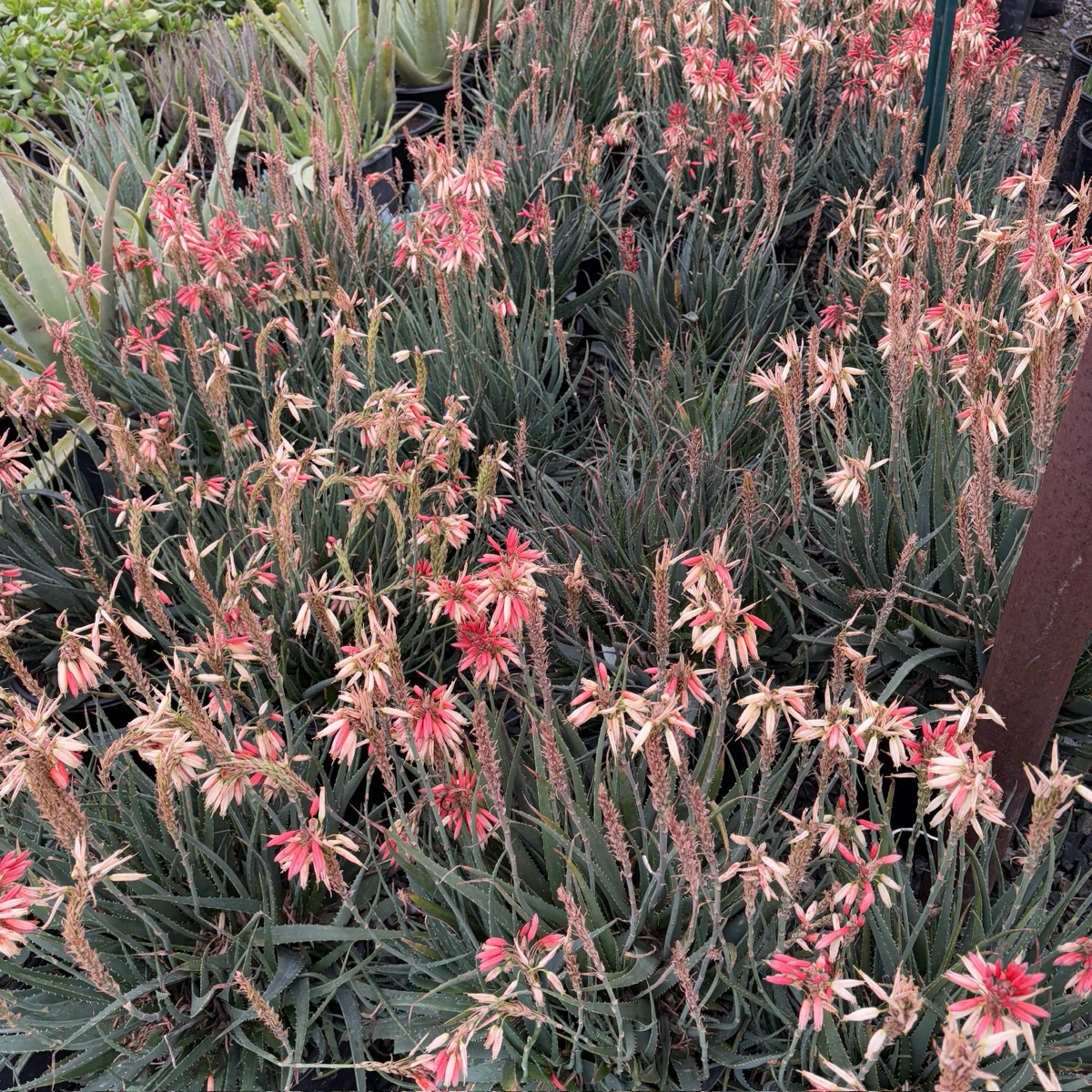Safari Sunrise Aloe
