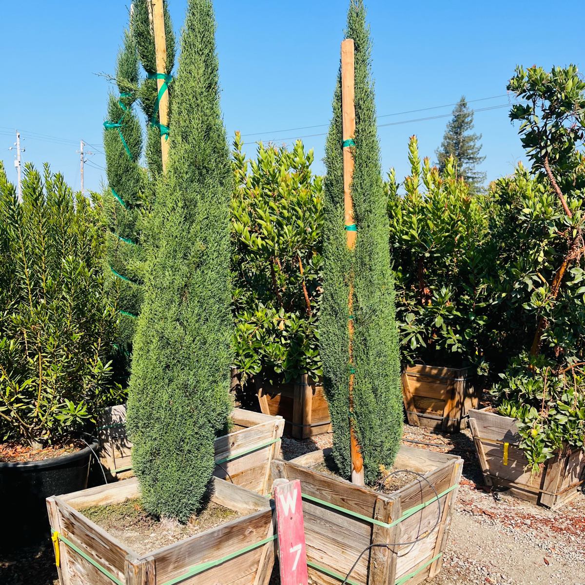 Italian Cypress