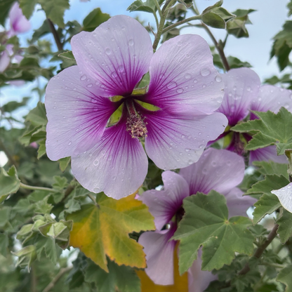 Bicolor Tree Mallow