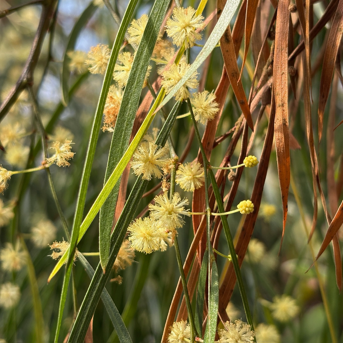River Wattle