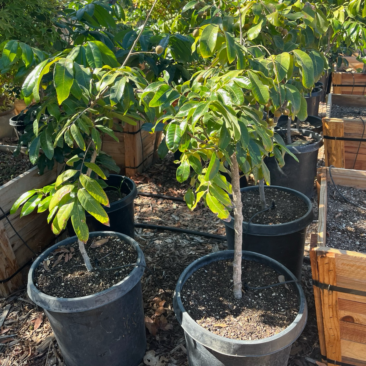 Kohala Longan
