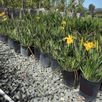 香根鸢尾-新黄色