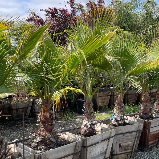 Fan Palm