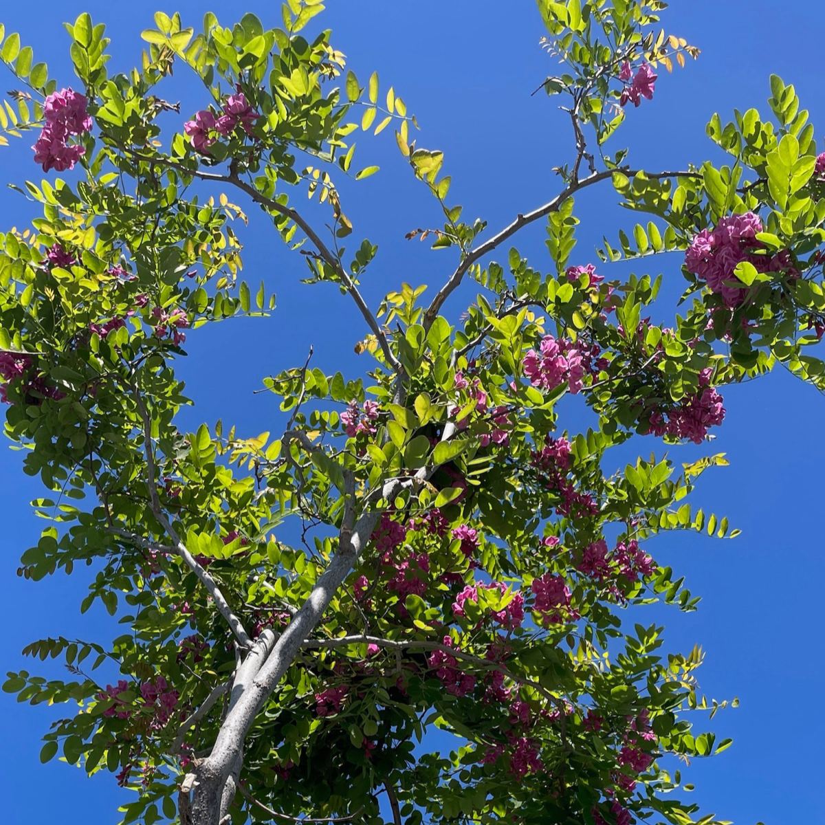 Purple Robe Black Locust