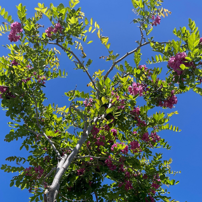 Sophora japonica-Robinia pseudoacacia