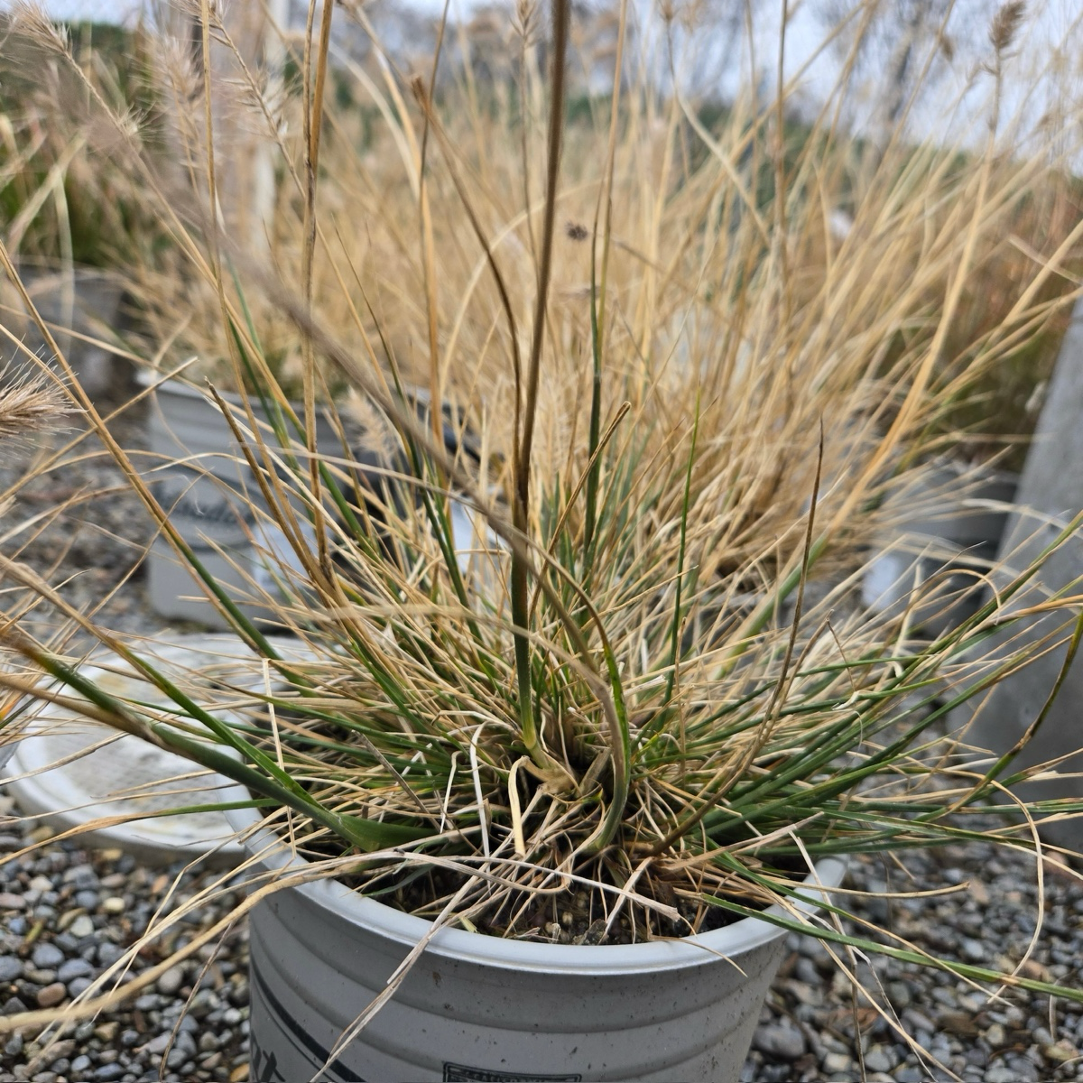 Dwarf Fountain Grass