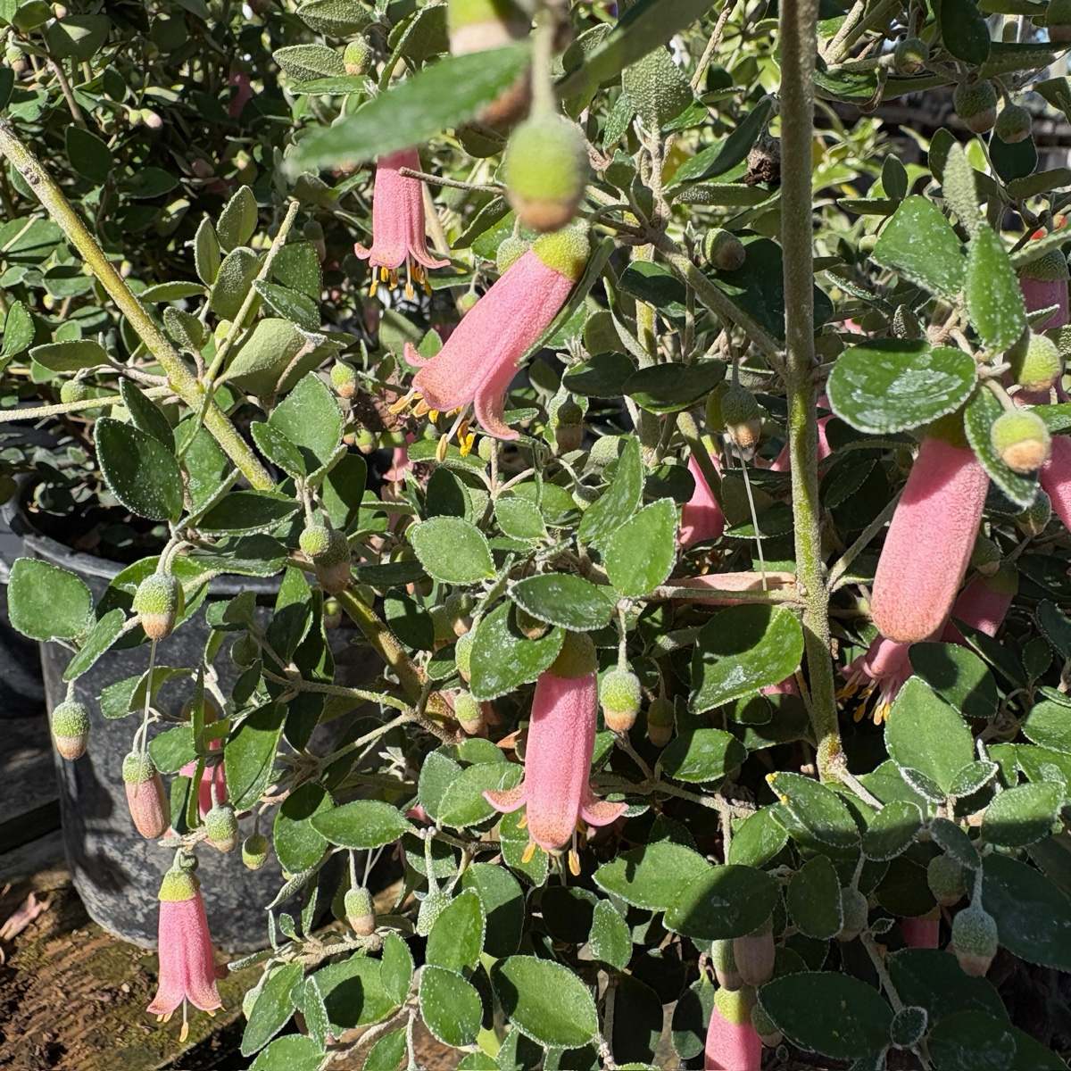 Pink Australian Fuchsia