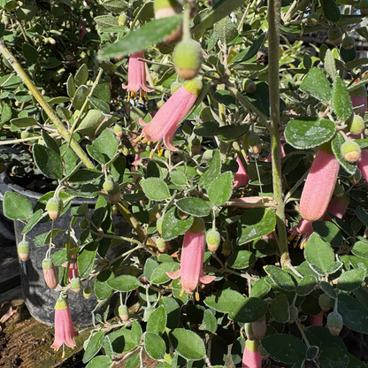 Berberis-Rose Red