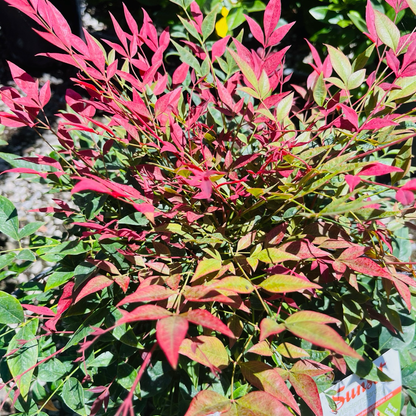 Nandina domestica-Ruby