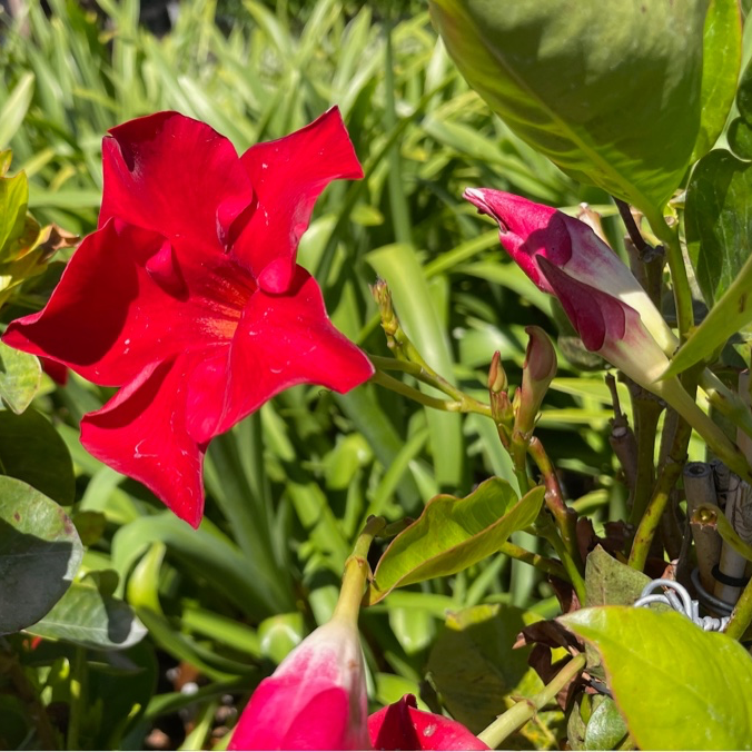 Velvet Red Mandevilla  【Tropical Breeze ™ 】