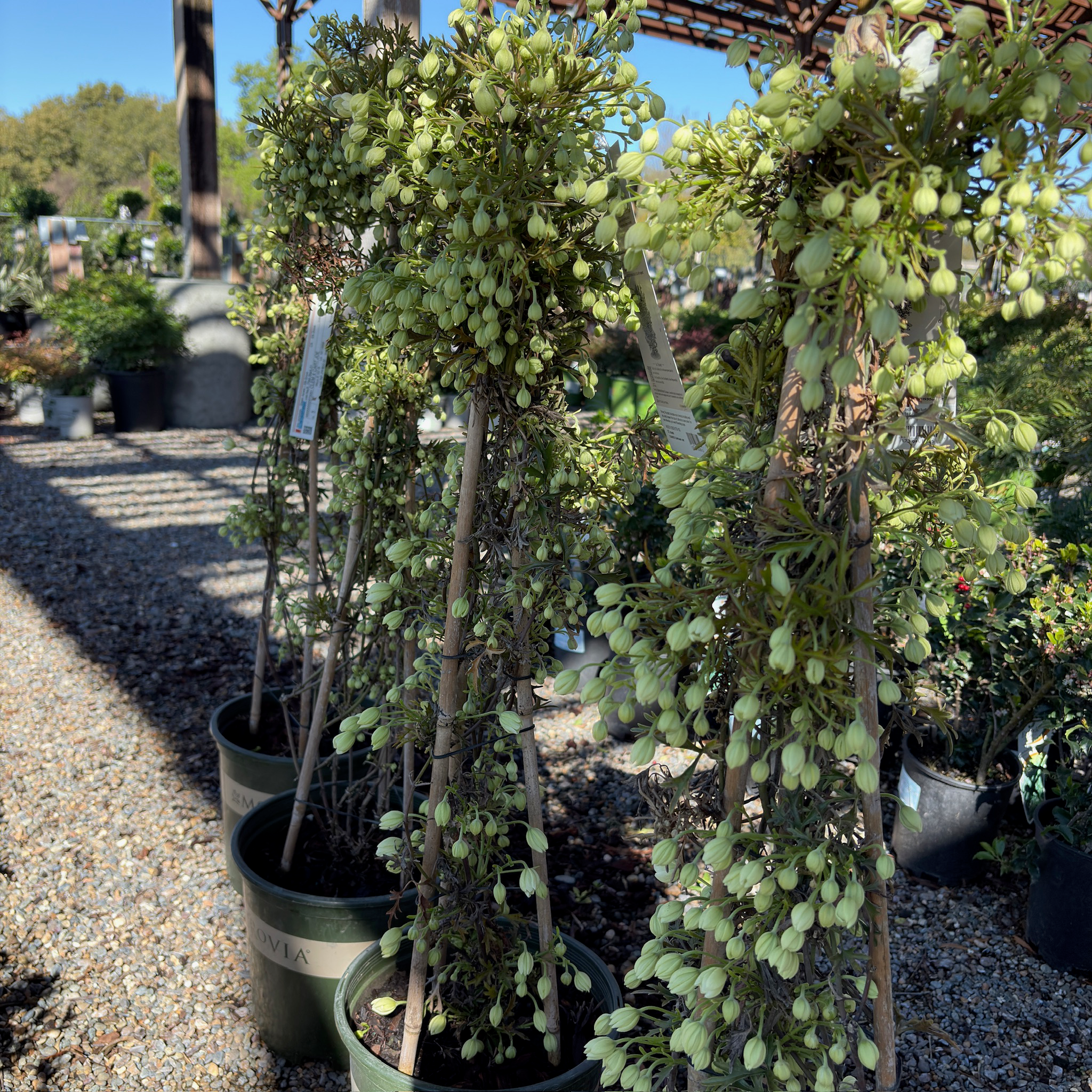 Joe Evergreen Clematis