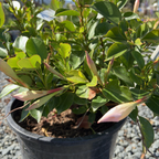 (Garden/Giant ) White 【Sun Parasol®】 Mandevilla