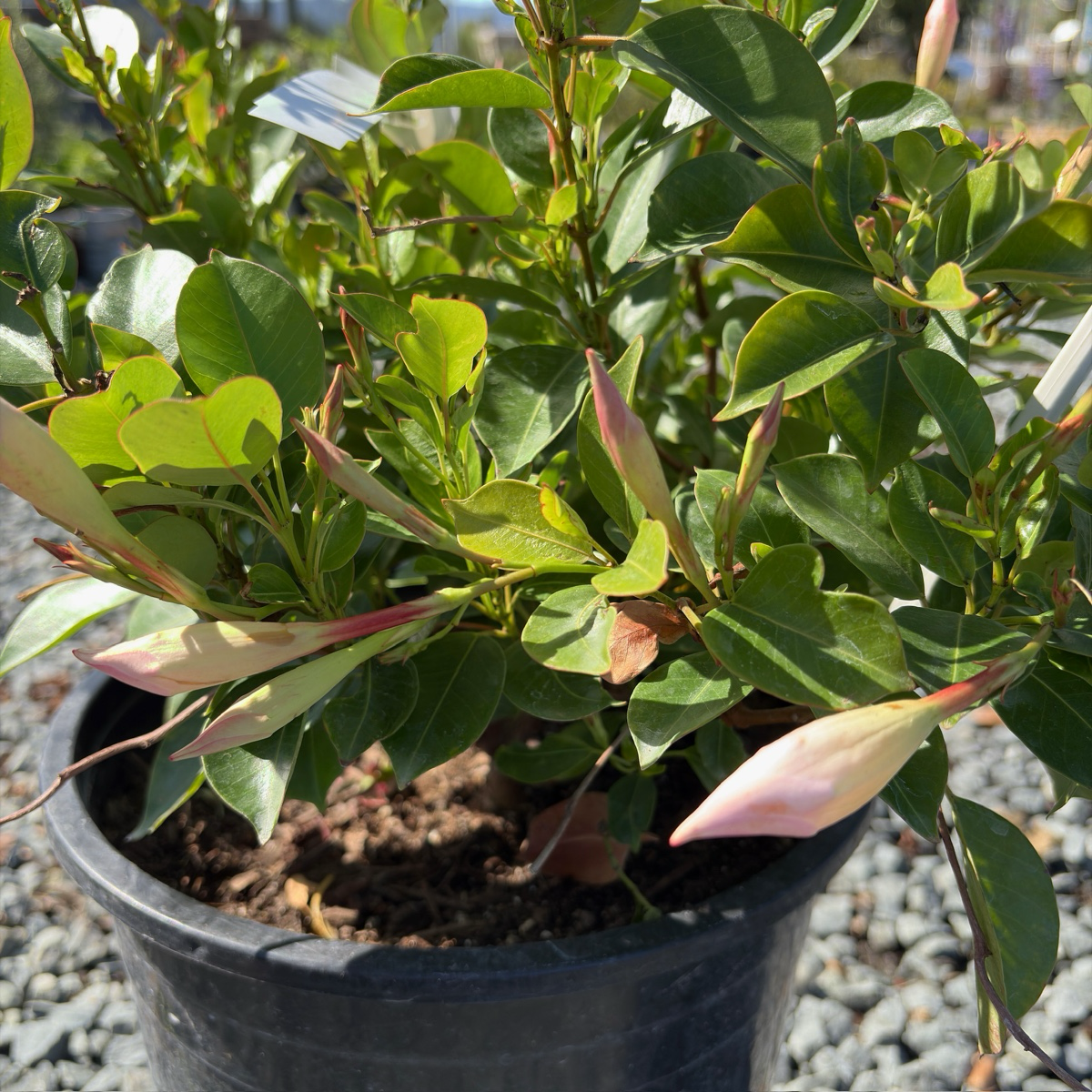 (Garden/Giant ) White 【Sun Parasol®】 Mandevilla