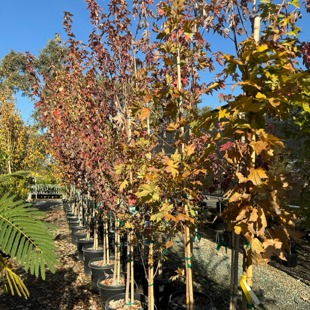 Sugar maple