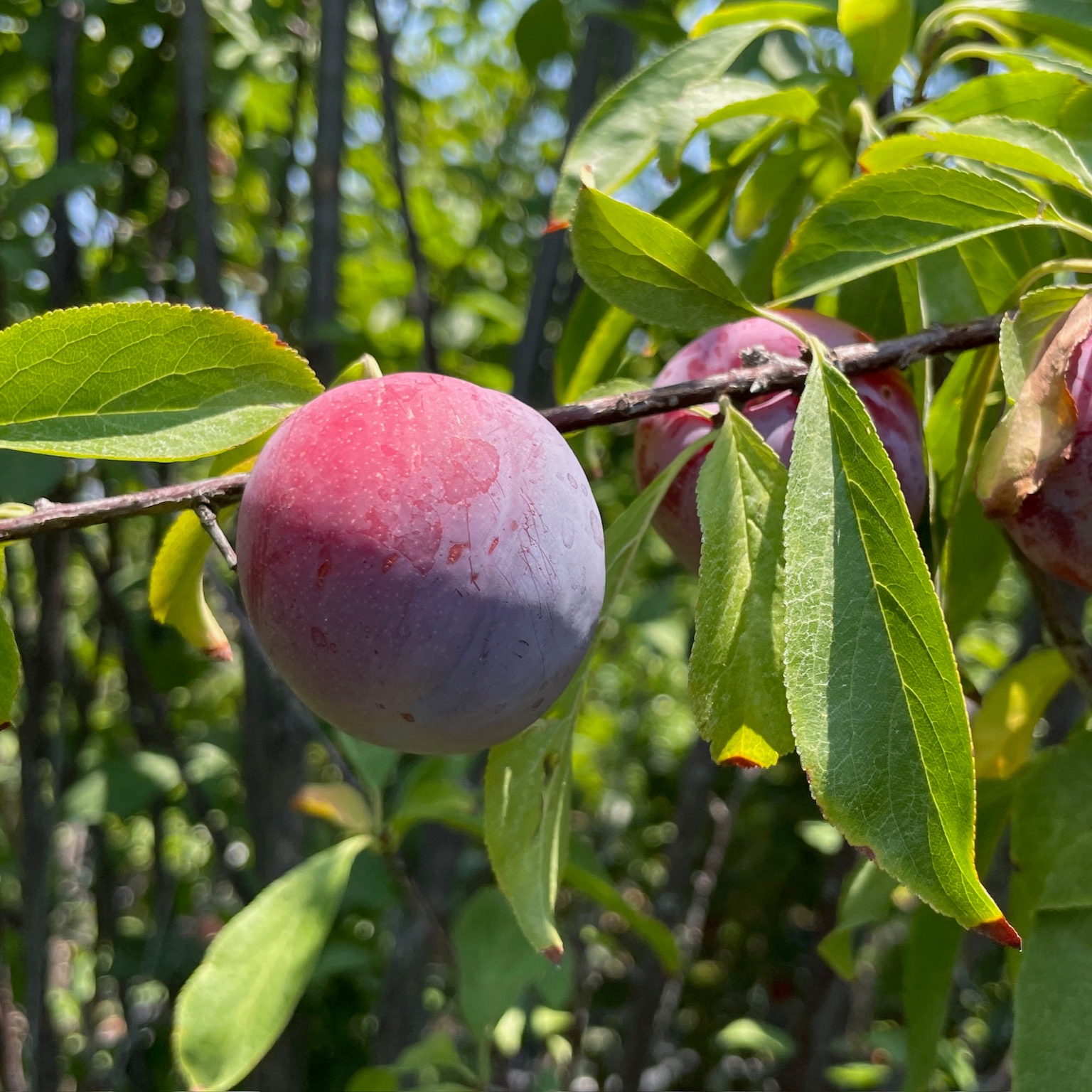 Santa Rose Plum