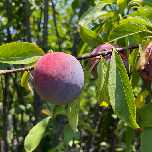 Plum Trees – Santa Rosa Plum