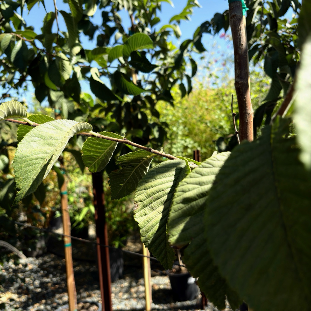 Emerald Sunshine®  Chinese Elm