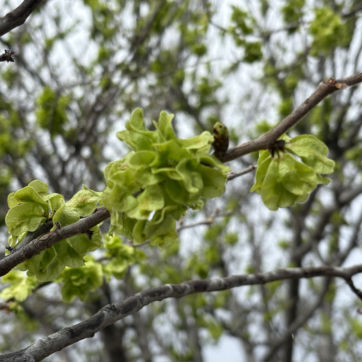 Allee Elm