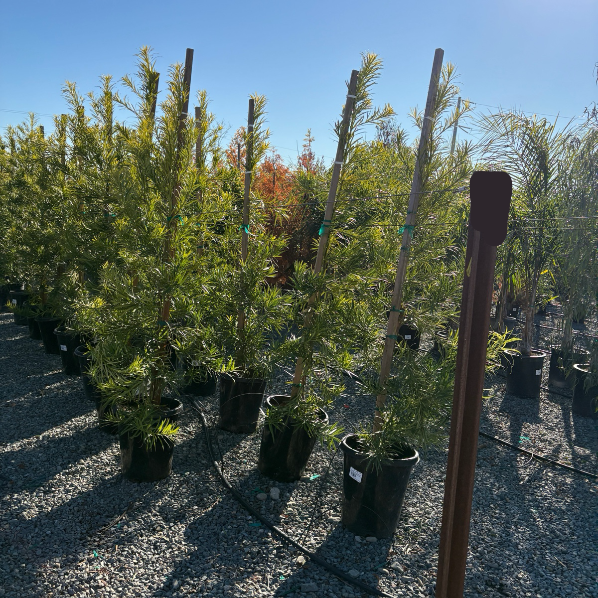 Yew Pine