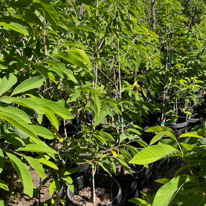 Sugar Apple Tree - Pineapple Sugar Apple