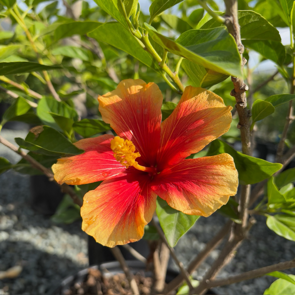 Santana Tropical Hibiscus