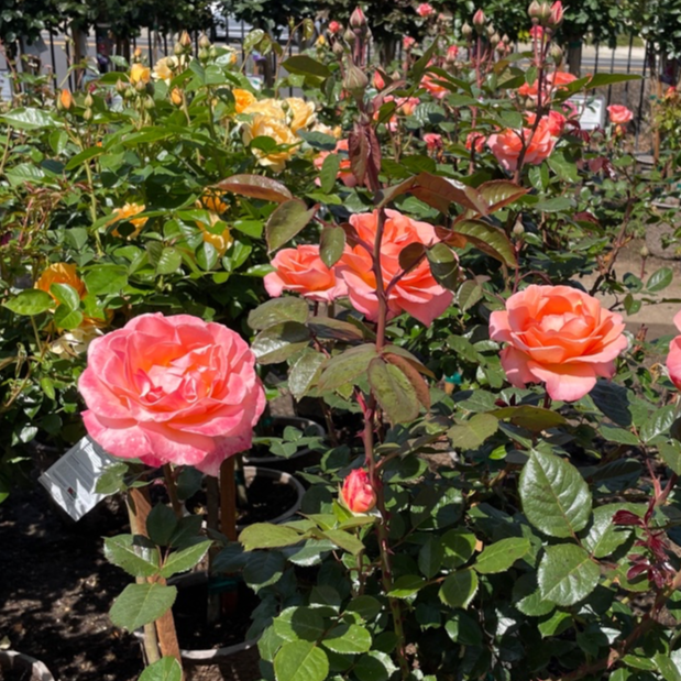 Floribunda Rose-Joyful