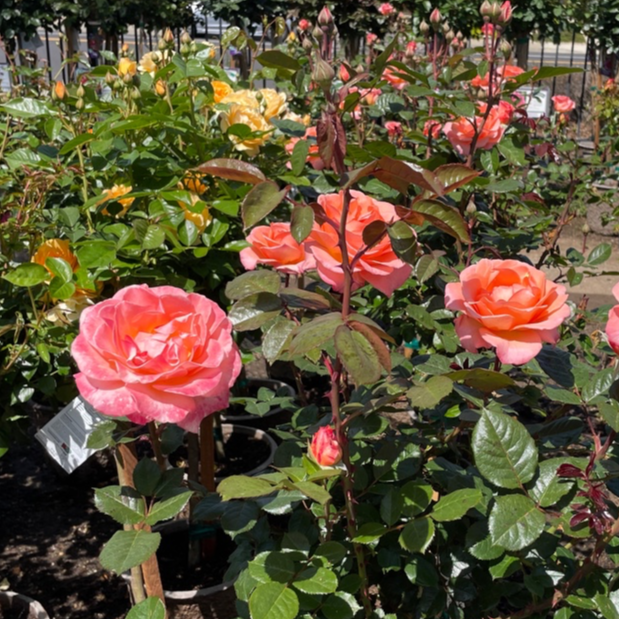 Jump for Joy™ Rose