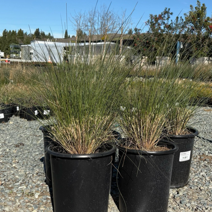 Pink Muhly Grass