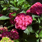 Glowing Embers Bigleaf Hydrangea