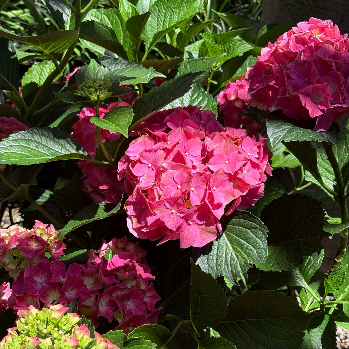 White Bigleaf Hydrangea