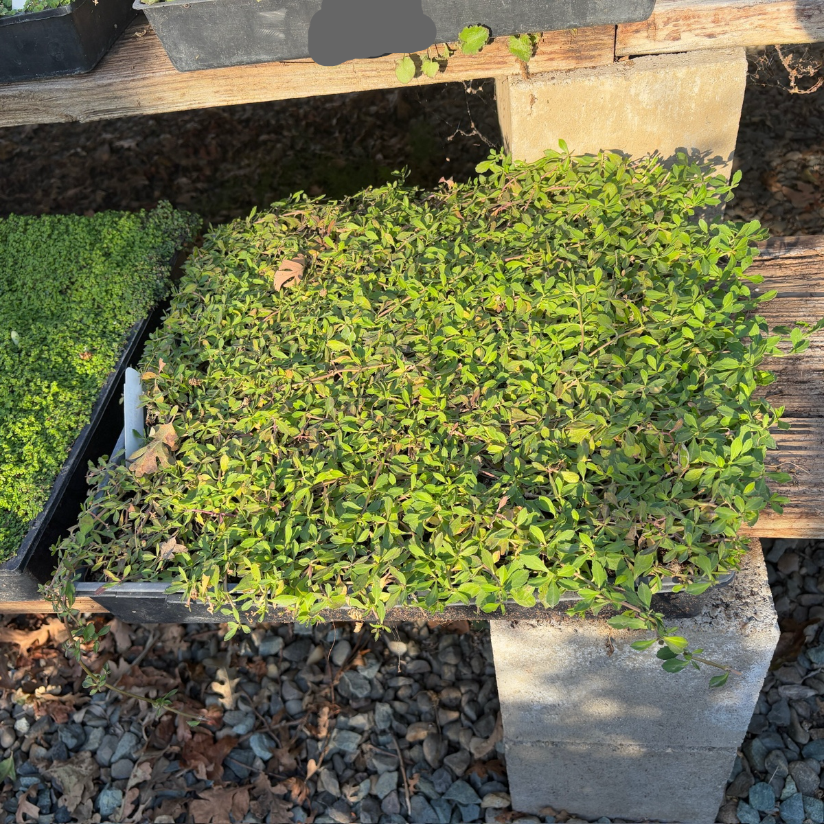 Lippia