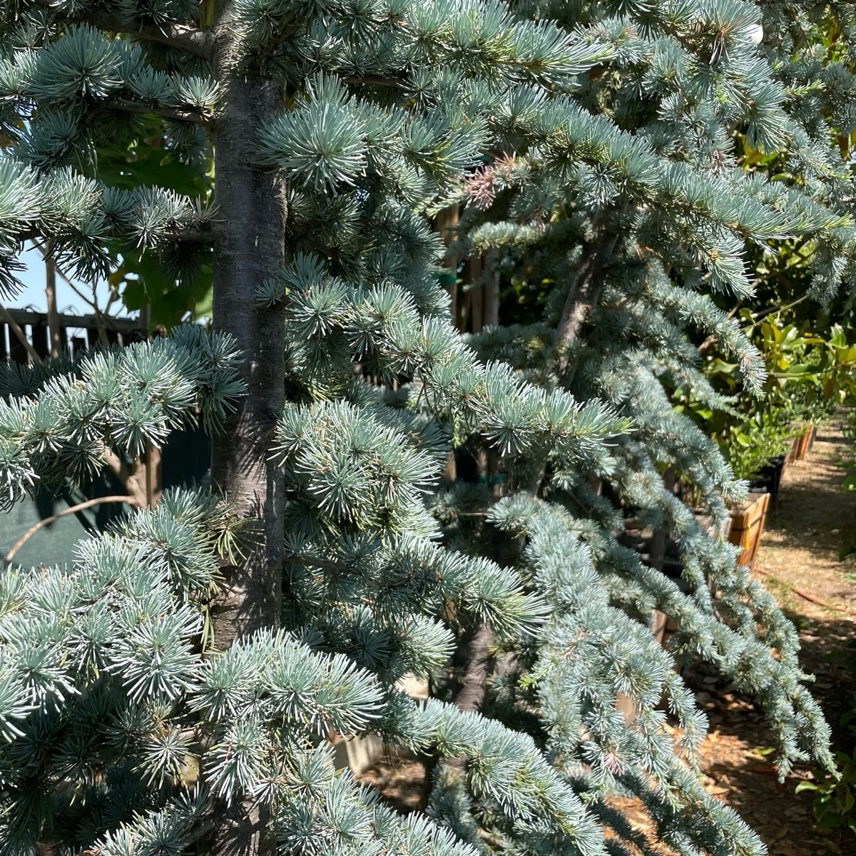 North African Cedar Tree - Blue Cedar