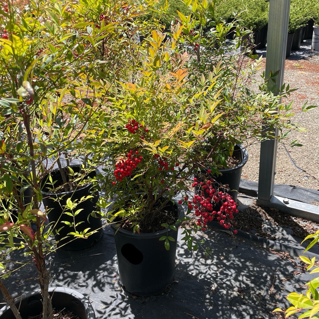 Obsession™ Nandina