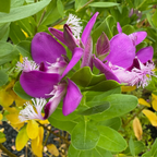 Grandiflora Sweet Pea Shrub
