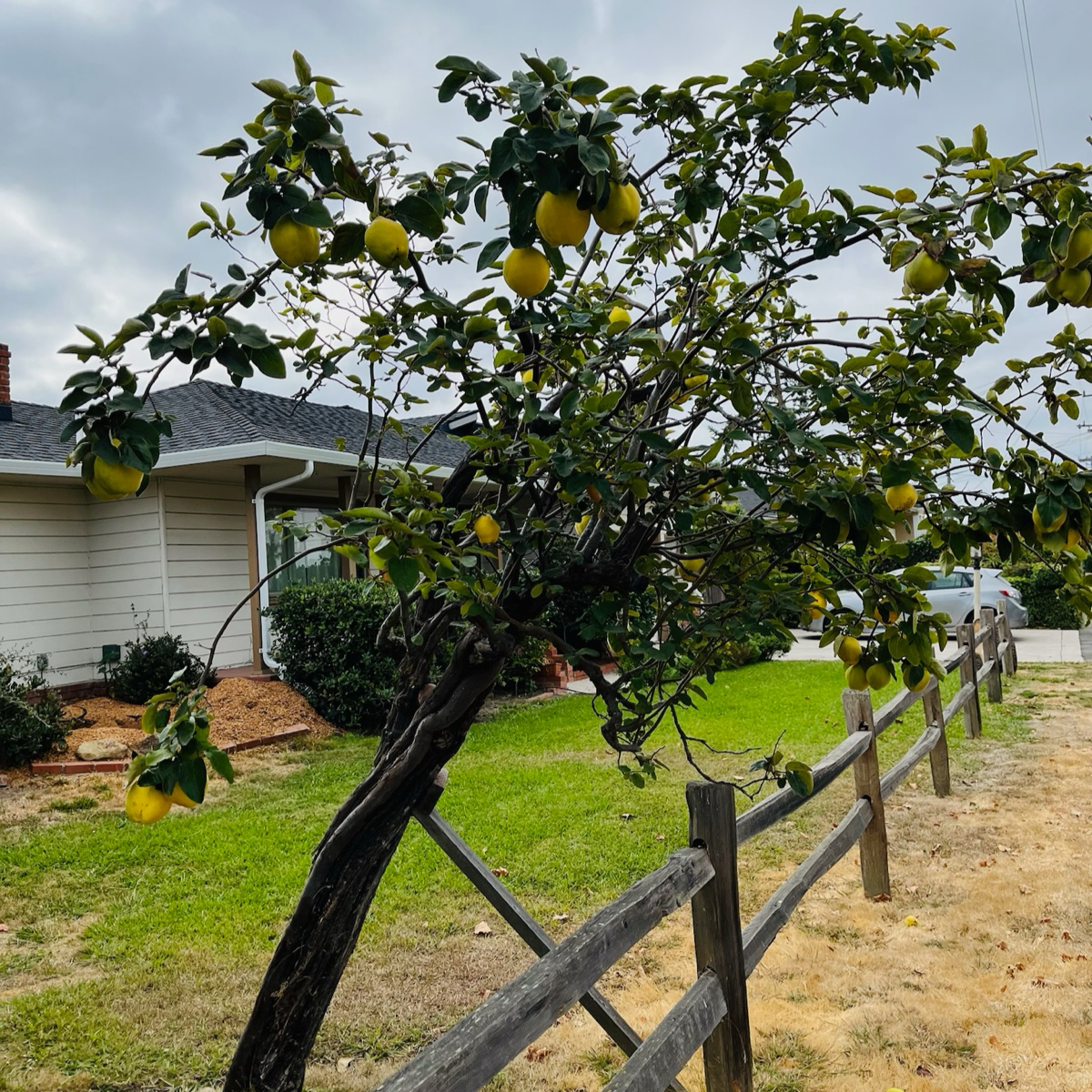 Quince Apple