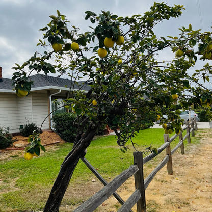 Quince Tree-Wooden Plow