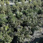 Prostrate Rosemary