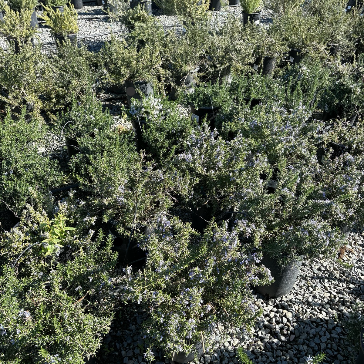 Prostrate Rosemary