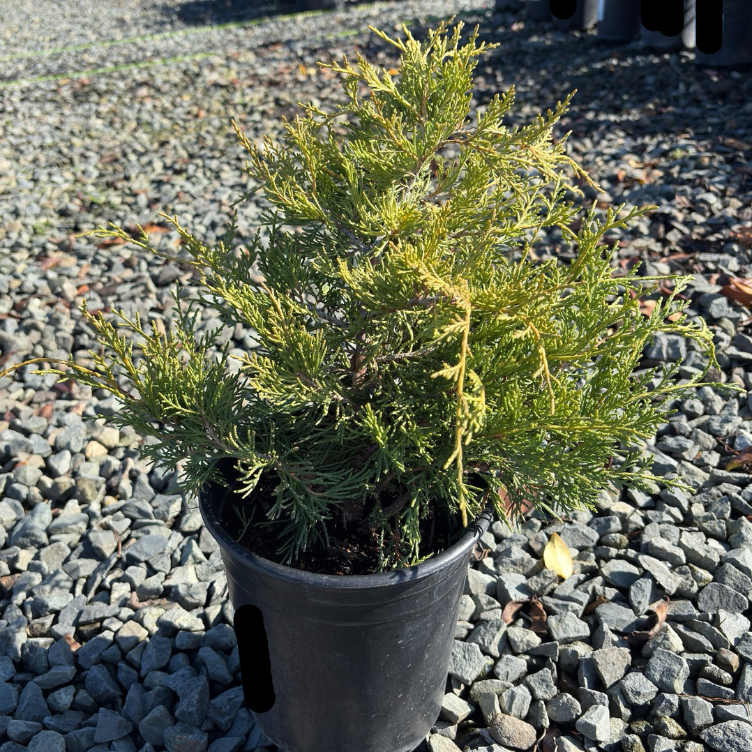 Dwarf Japanese Garden Juniper