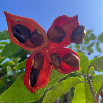 Rare fruit tree - Eichhornia crassipes/Sterculia serrata