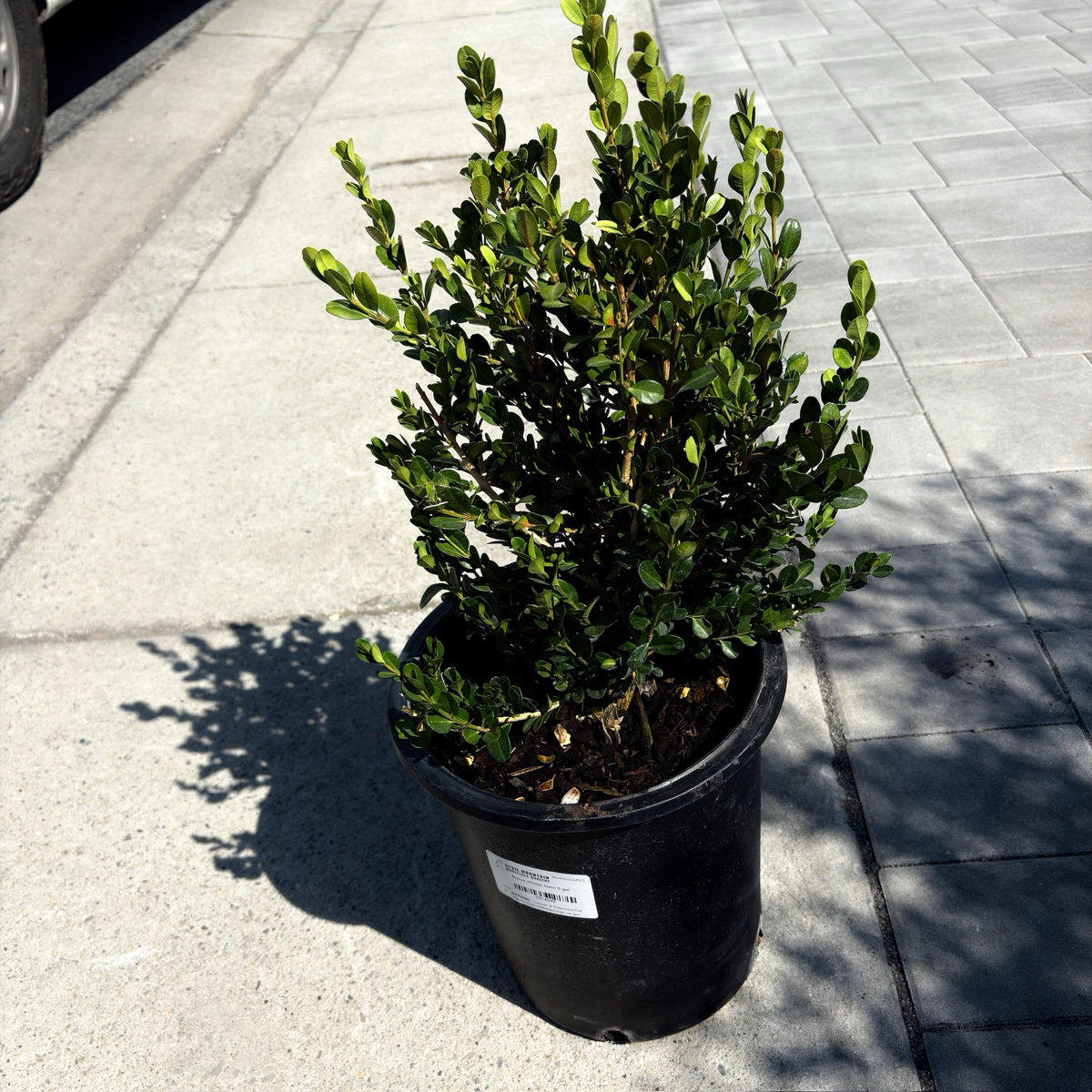 Winter Gem Boxwood
