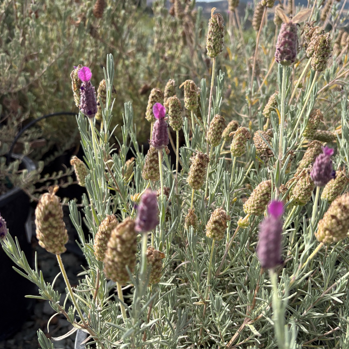 Spanish Lavender